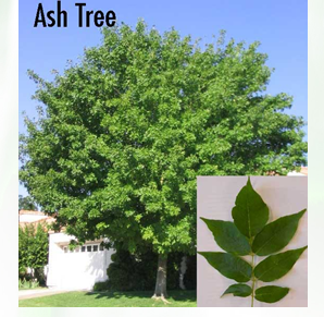 ash-tree
