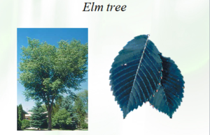 elm-tree