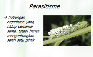 parasitisme