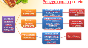 penggol-protein-2