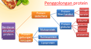 penggolongan-protein