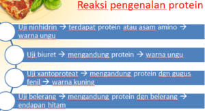reaksi-pengenalan-protein